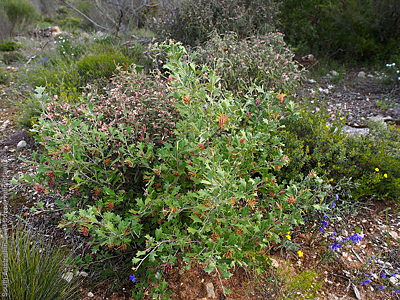 Grevillea ilicifolia ssp. ilicifolia plant Ramsay Scrub